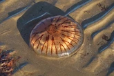 Invasion of giant ‘alien’ jellyfish as multiple wash up on British beach