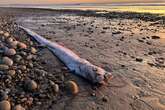 Incredibly rare 'harbinger of doom' fish found washed up on beach in California