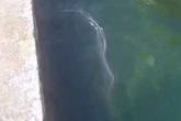 Mystery slime washes up on shore of popular tourist hotspot and has 'fishy smell'