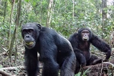 Chimps love getting drunk and down equivalent of two glasses of wine every day