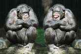 Chimpanzee breakthrough as primates wee when they see another animal pee