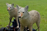 Trump has a new weapon to protect his US Army air bases - a pack of cyborg coyotes