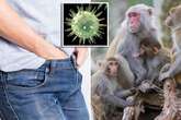 US state on lockdown with angry herpes-riddled monkeys chasing after people