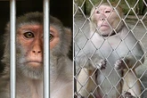 'Monkey-crushing' trial uncovers horror of animal torture ring