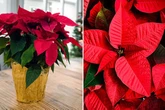 Experts share where you shouldn't keep poinsettia if you want to keep it alive