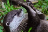 Otters found with shock poison in their bodies and UK's filthy rivers to blame