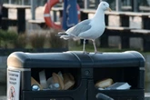 Psycho scumbag seagulls to be targeted with lasers, white noise and spikes to stop attacks