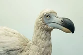 Dodo breakthrough as scientists use pigeon DNA to bring extinct bird back from dead