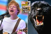 'Panther-like' cat seen roaming near Ed Sheeran's mansion sparks fears beast on the loose