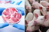 Virus-resistant gene-edited pigs could be set for supermarket shelves soon