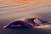 PIC OF THE DAY: Extraordinary moment dolphin breaches Cornish waters during sunset