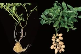 Modern potatoes evolved from tomatoes as scientists finally solve age-old 'mystery'
