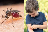 Attack of the killer mosquitos as deadly bugs invade UK 'and could be active for longer'