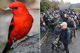 Hundreds of twitchers flock to UK cul-de-sac to catch a glimpse of ultra-rare bird