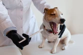 Protect your dog from common winter infection with tips from our Star Paws expert