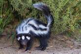 Drunk as a skunk! Animals love boozing as much as humans