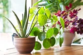 Five plants every home should have to boost wellbeing from Aloe Vera to rubber tree