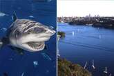 Shark bit woman clean in two in front of friends – only top half was recognisable