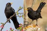 Mosquito-borne virus causing birds to drop dead carries eerie warning for UK