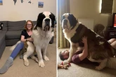 Giant 12st dog Hercules' astronomical vet bills as family say he needs 'urgent help'