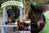 Pony famous for downing Guinness still drinks it – but won't take a pint off tourists