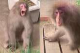 Cheeky one-handed monkey caught on camera trying to smash into house