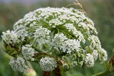Urgent warning over 'UK's most dangerous plant' thanks to weather