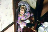 Tragic life of last PG Tips chimp from poaching injuries to heartbreaking death
