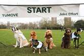 World's fastest vet sets up first-ever all dog relay race with a surprising outcome