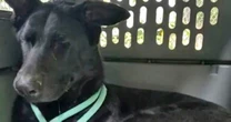 Street dog's 'remarkable' transformation six months after being 'saved' by loving owner