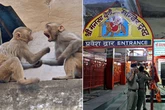 Raging 'swarm' of 20 monkeys attack and kill man as he screamed for help in Indian village