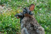 Mutant zombie rabbits with horns could spread across the world sparking evolution fears