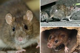 Rat infestation leaves many afraid to go outside as rodents becoming 'more confident'