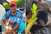 Lewis Hamilton feeds his vegan dog celery instead of juicy bone and sparks row