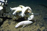 'Supergiant' horrifying sea creature could be living in 59% of world's deepest oceans - and you'll never know