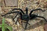New tarantula with giant manhood to keep girls at bay discovered by scientists