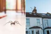 Skin-crawling number of spiders in every Brit's home as randy arachnids rush indoors