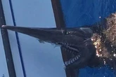‘Alien’ shark spotted near Brit holiday destination