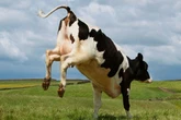 Woman gored in the leg by a rampaging cow on holiday hotspot beach