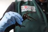 Man tries to smuggle 300 tarantulas out of Peru airport but gets arrested before the first leg of his journey