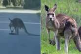 'Boxing' kangaroo puts US town on lockdown – how to defend yourself from psycho animals