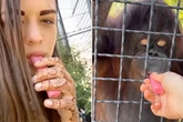 Orangutan 'lays motionless' after puffing on vape handed to her by MMA fighter