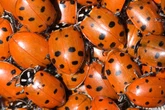 Ladybirds 'swarm' the UK today and here's why they're about to invade our homes