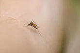Mosquitoes found in Iceland for first time – now just one country remains untouched