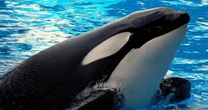 'Psychotic' killer whale dragged tragic trainer to death after life of captivity
