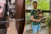 Couple left stunned after finding adorable koala bear in their bedroom