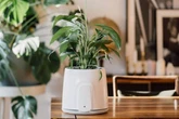 You’ll never believe what this plant pot can do – and it could save you a fortune