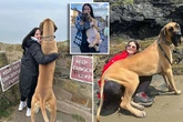 Couple fork out £380 a month on 11st 6lbs 'pony-sized' dog too big for home and car