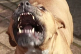 Brit dies infected with rabies after contact with a stray dog while on holiday