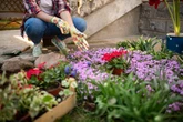 Ten plants most likely to be stolen from your garden this summer – see full list